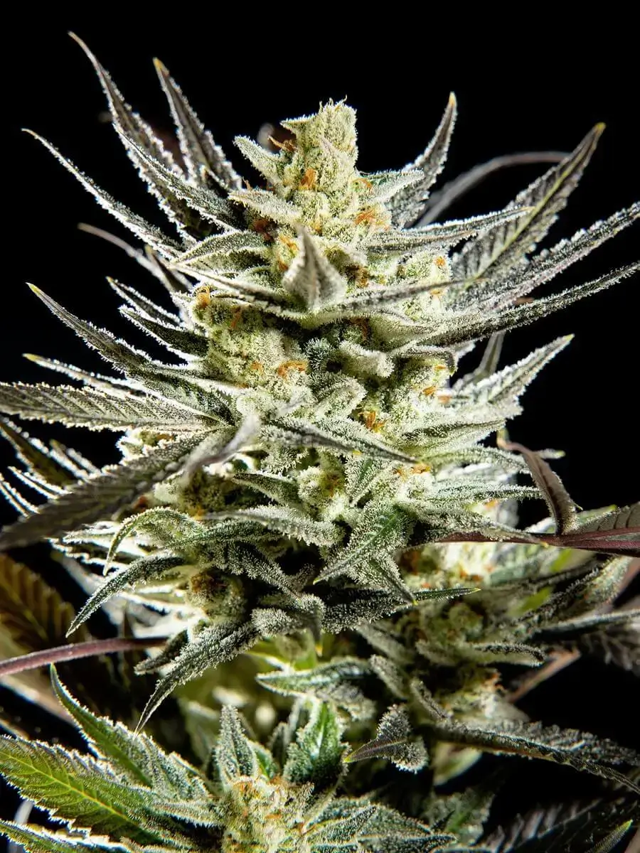 Fruity Jack Feminized – Alchimia Grow Shop