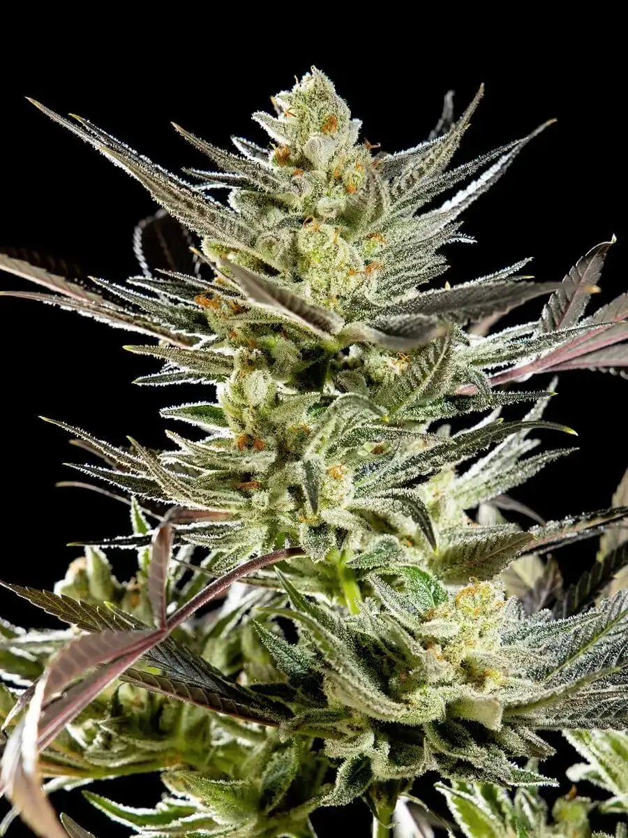 Fruity Jack Feminized – Alchimia Grow Shop
