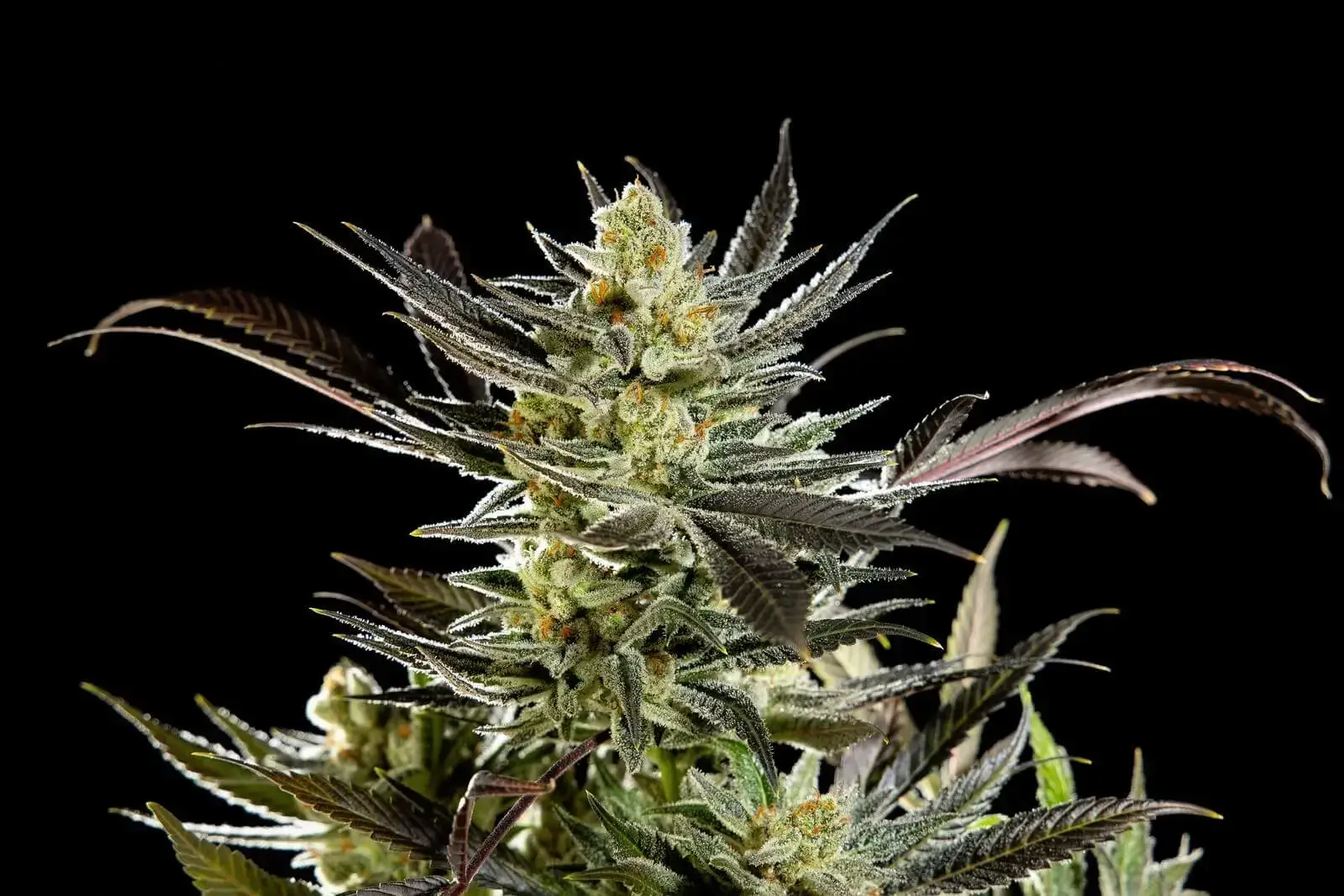 Fruity Jack Feminized – Alchimia Grow Shop