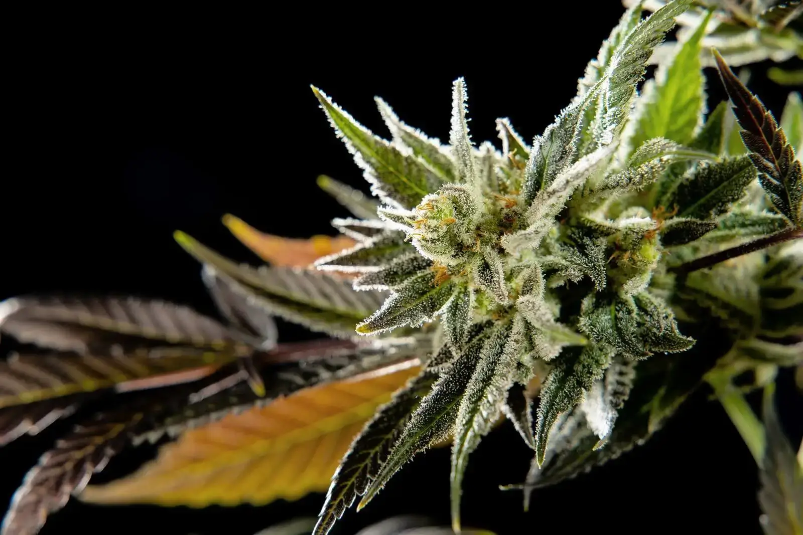 Fruity Jack Feminized – Alchimia Grow Shop