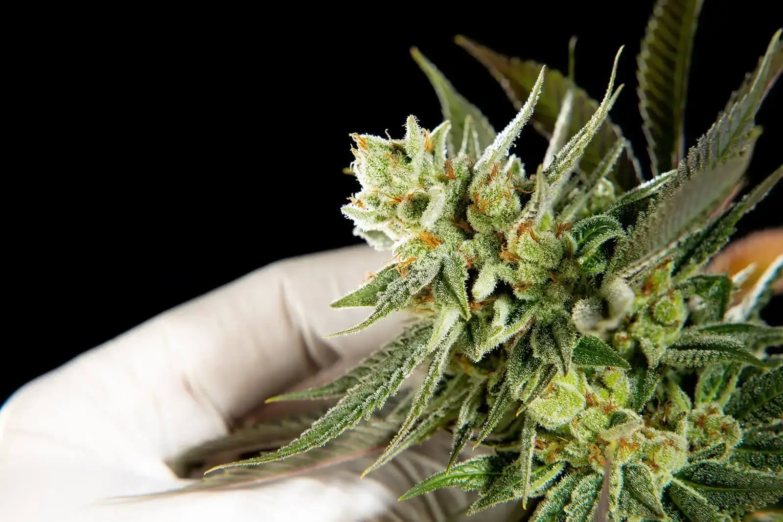 Fruity Jack Feminized – Alchimia Grow Shop