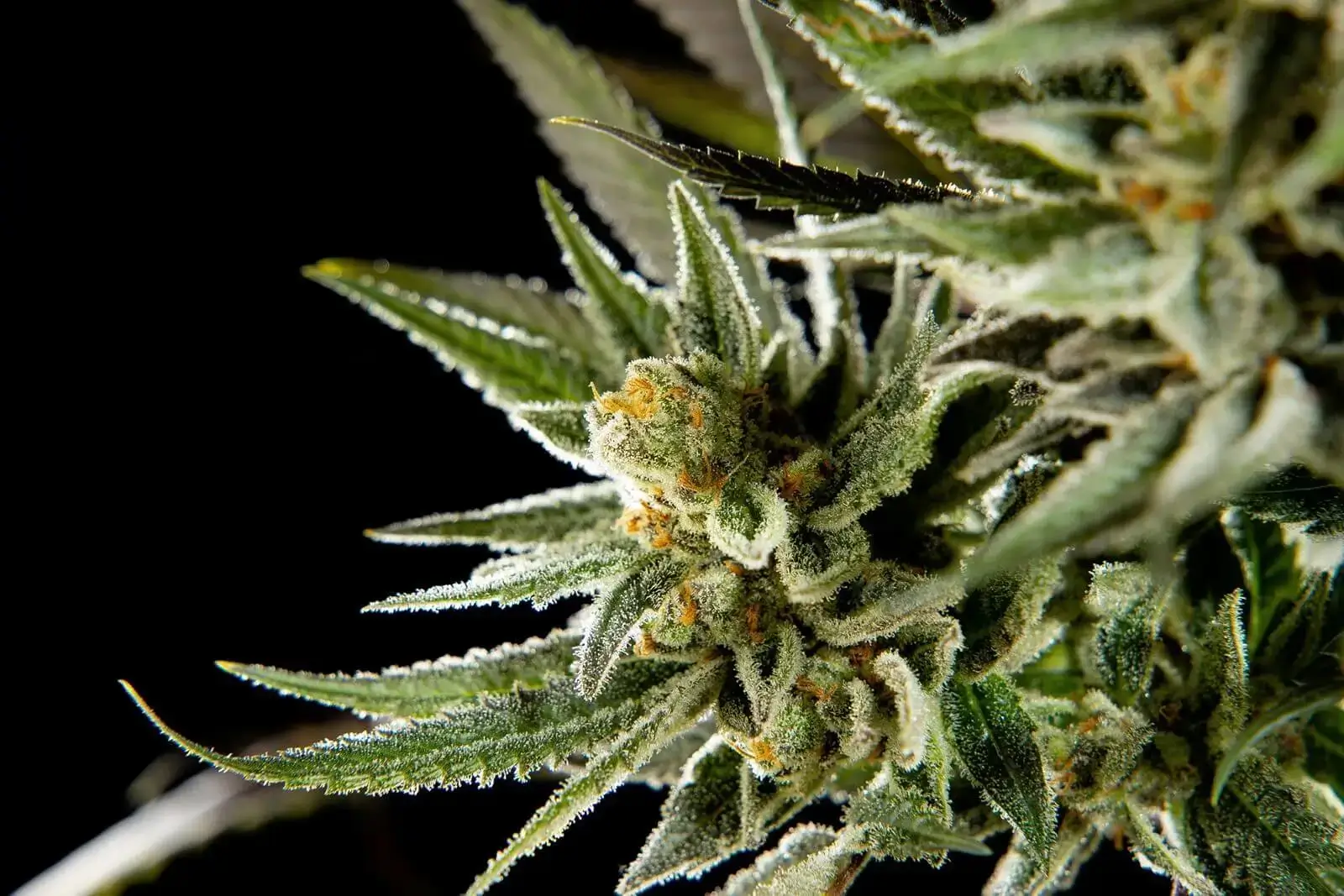 Fruity Jack Feminized – Alchimia Grow Shop