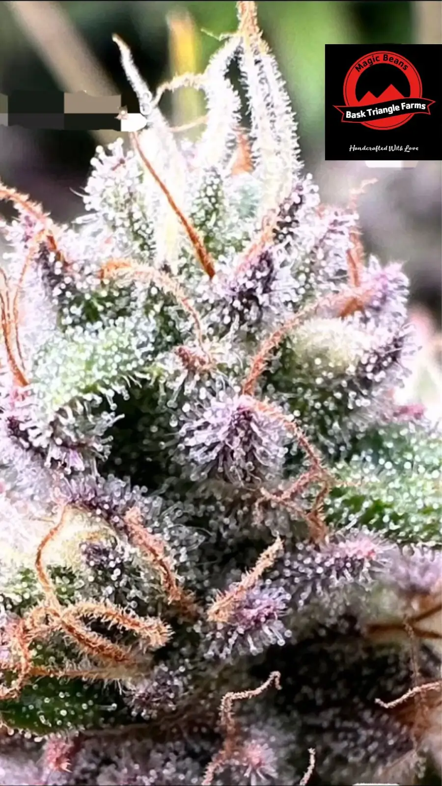 Frutopia Regular – Alchimia Grow Shop