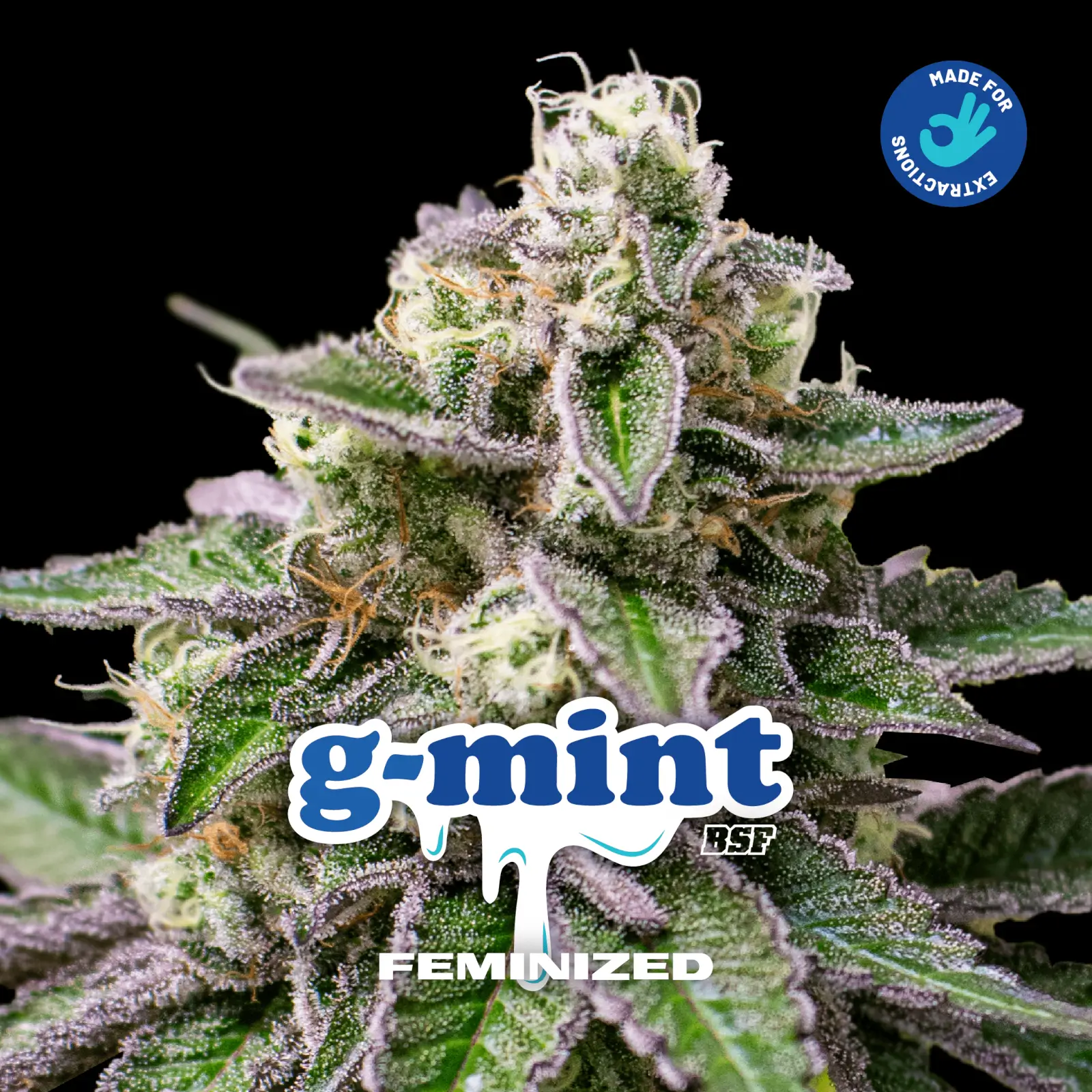 G-Mint Feminized – Alchimia Grow Shop