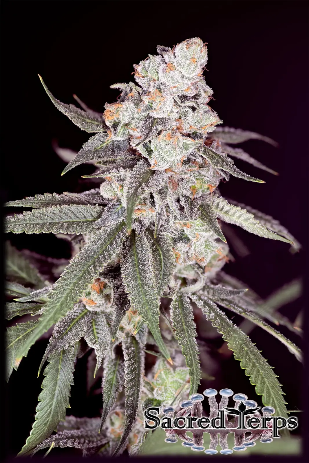 Gary Payton Feminized – Alchimia Grow Shop