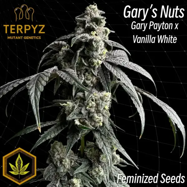Gary's Nuts Feminized – Alchimia Grow Shop