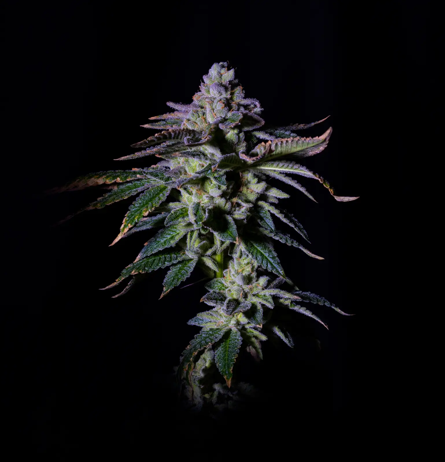 Gasmint Feminized – Alchimia Grow Shop