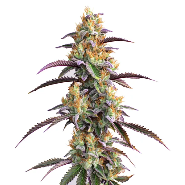 Gator Breath – Blimburn Seeds