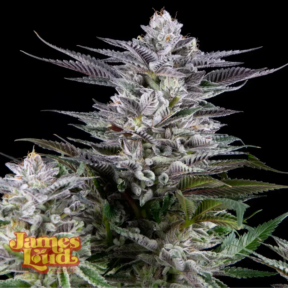Gee Zee Feminized – Alchimia Grow Shop