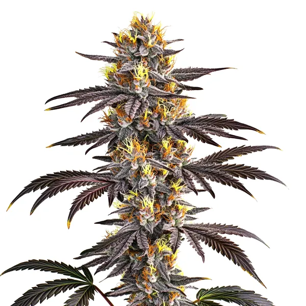Gelato – Blimburn Seeds