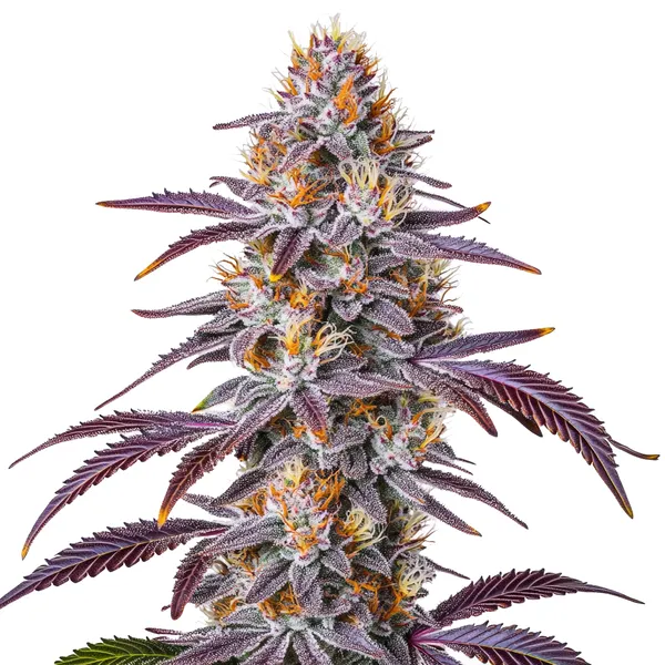 Gelato 33 – Blimburn Seeds