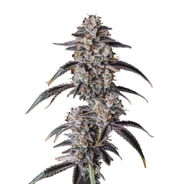 Georgia Pie – Blimburn Seeds