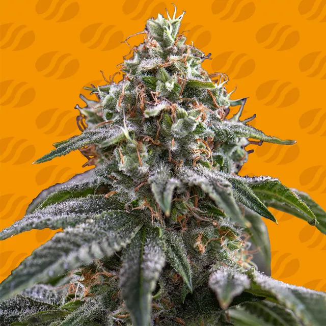 Ghost Train Power – Original Sensible Seeds