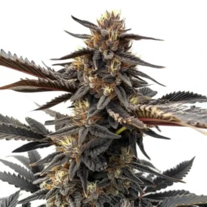 Ghost OG – Blimburn Seeds