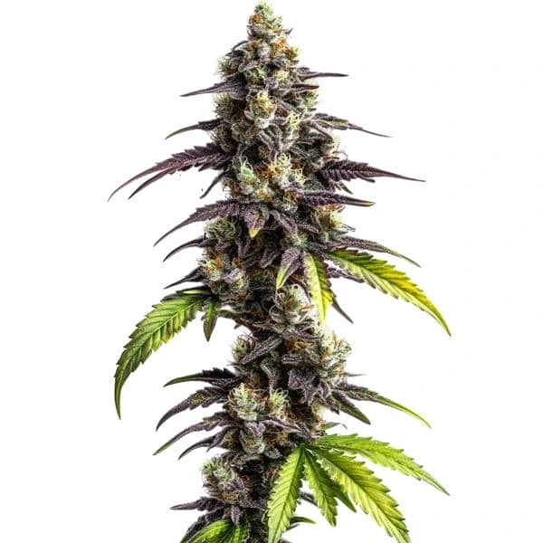 Ghost Train Power – Blimburn Seeds
