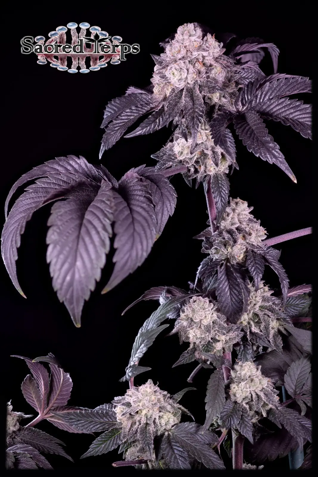 Giraffe Puzzy Feminized – Alchimia Grow Shop