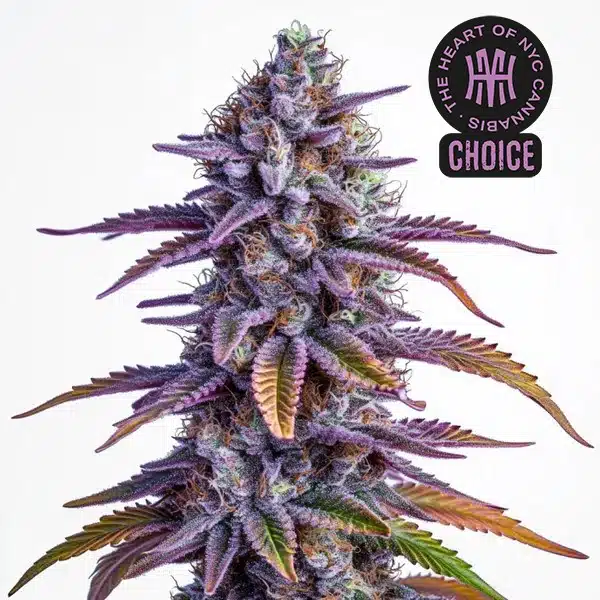 Glookies Autoflower HMC Edition – Blimburn Seeds