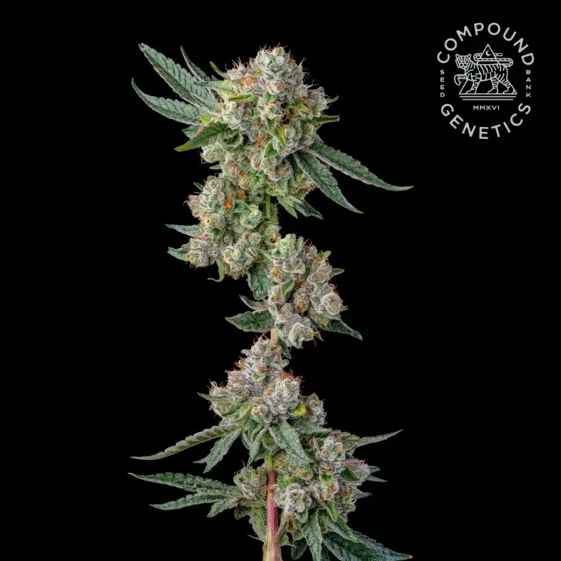 Glue31 Feminized – Alchimia Grow Shop