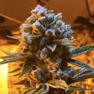 Glukies BX Feminized – Alchimia Grow Shop