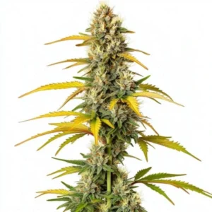 GMO – Blimburn Seeds