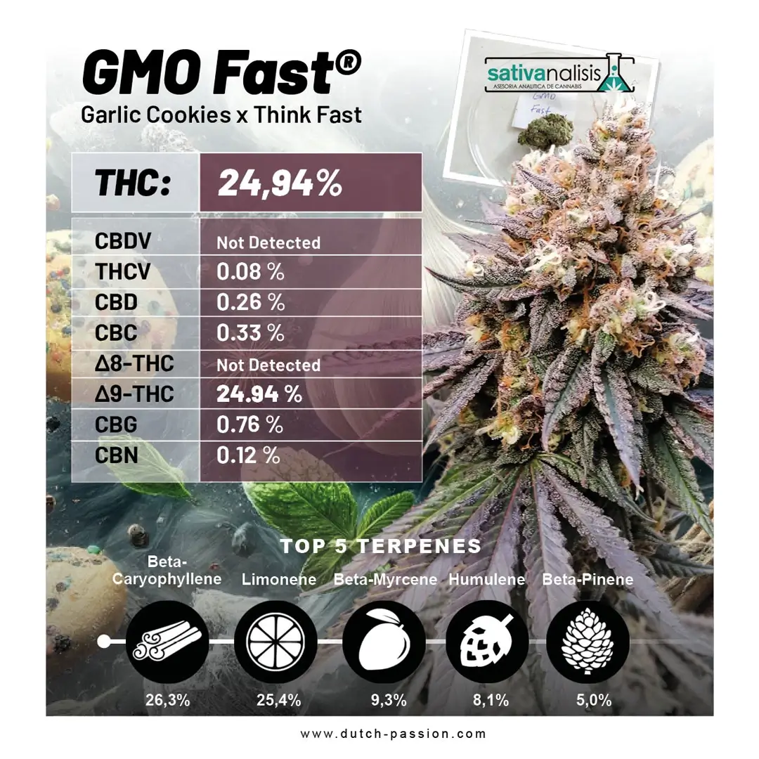 GMO Fast Feminized – Alchimia Grow Shop