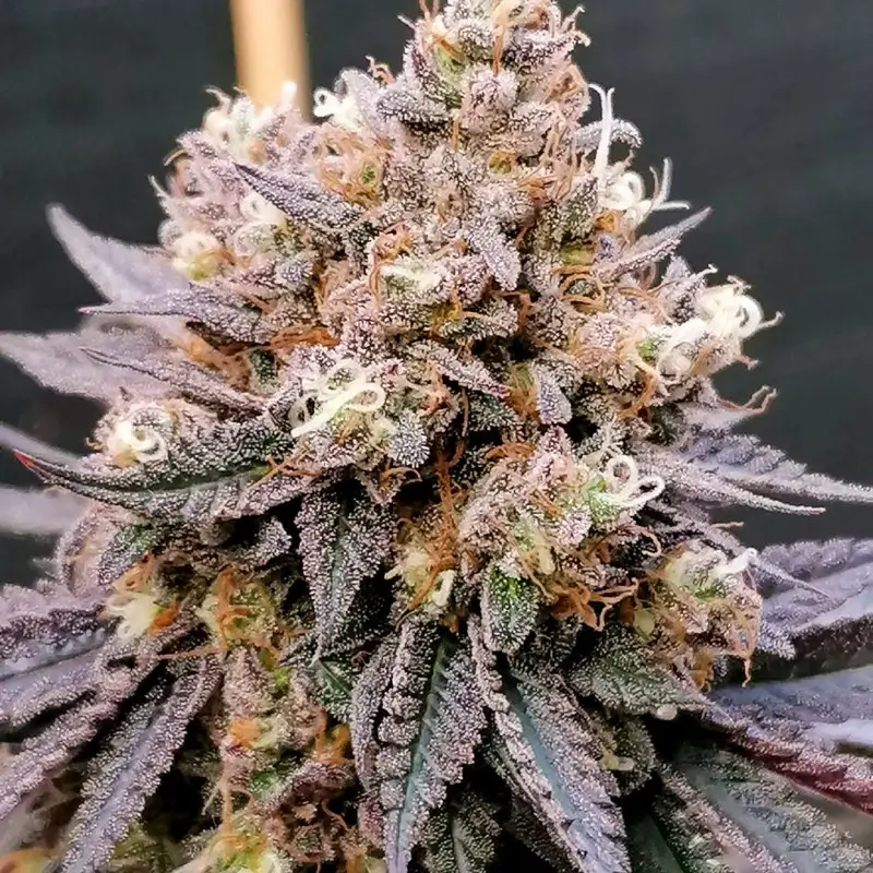 GMO Fast Feminized – Alchimia Grow Shop