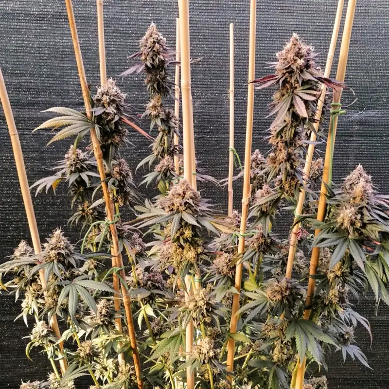 GMO Fast Feminized – Alchimia Grow Shop