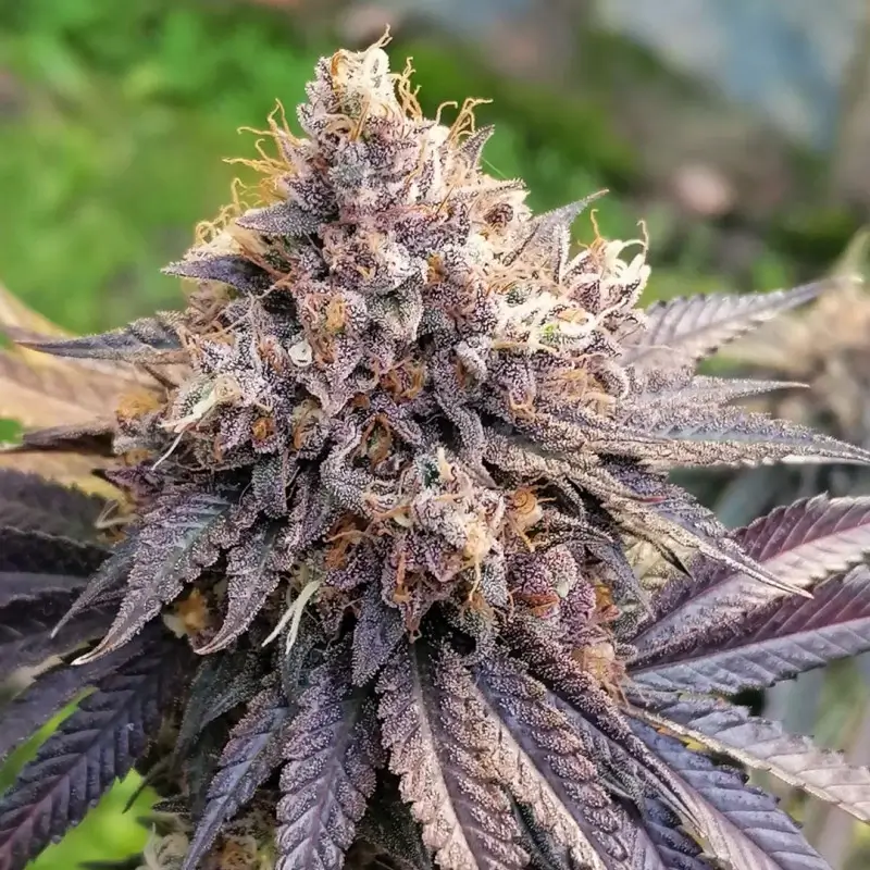 GMO Fast Feminized – Alchimia Grow Shop
