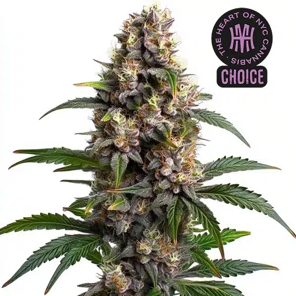 Godfather OG HMC Edition – Blimburn Seeds