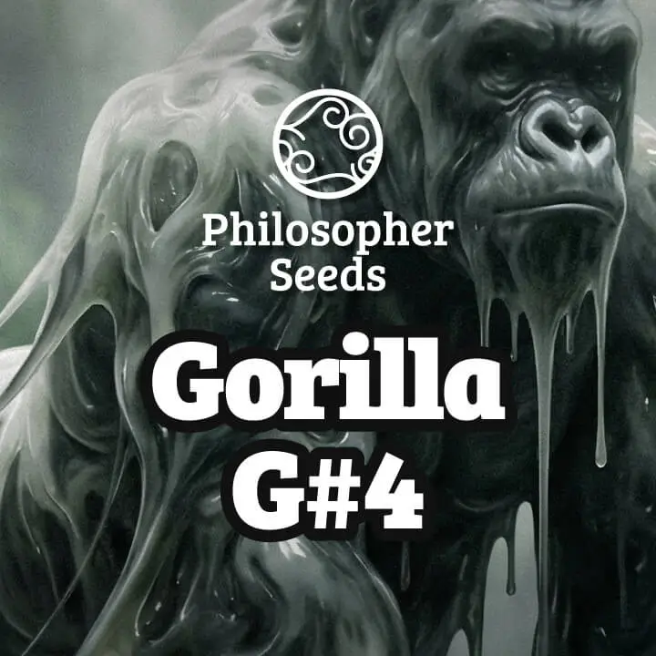 Gorilla G#4 Feminized – Alchimia Grow Shop