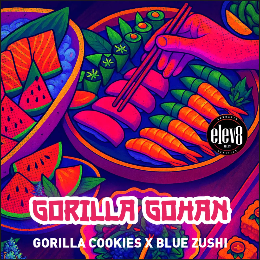 Gorilla Gohan Feminized – Alchimia Grow Shop