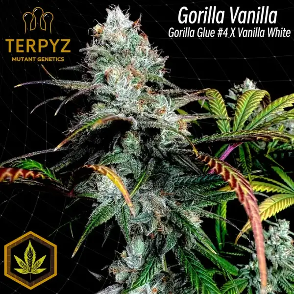 Gorilla Vanilla Feminized – Alchimia Grow Shop
