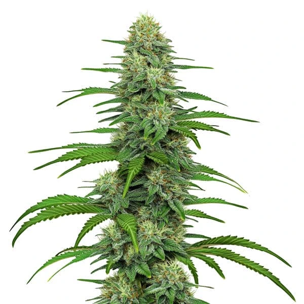 GG4 – Blimburn Seeds