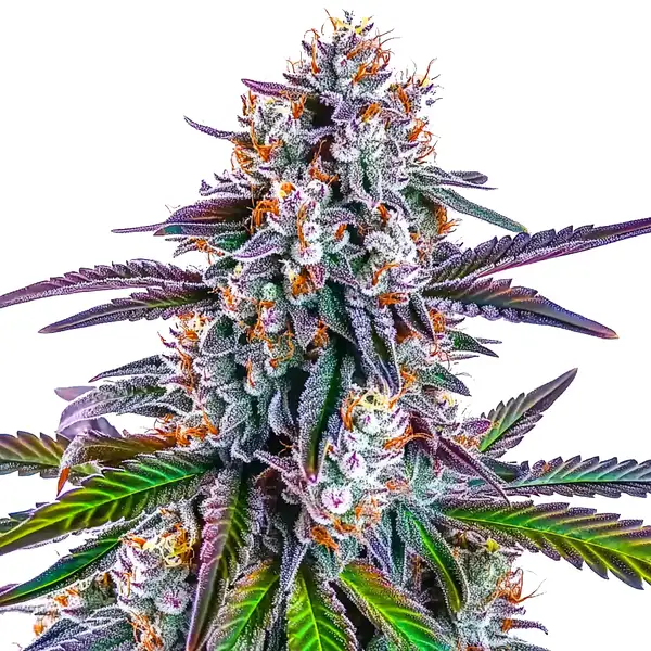 GG Purple – Blimburn Seeds