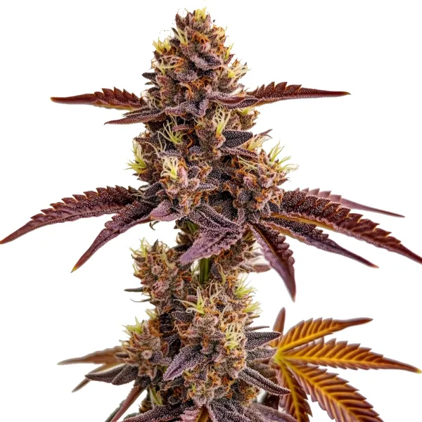 High Yield Selection Fem – Blimburn Seeds