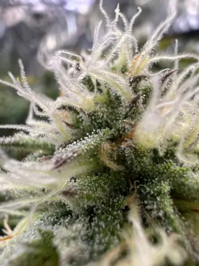 G.O.S. Auto Feminized – Alchimia Grow Shop