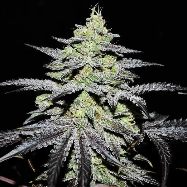 Gr-Ape Feminized – Alchimia Grow Shop