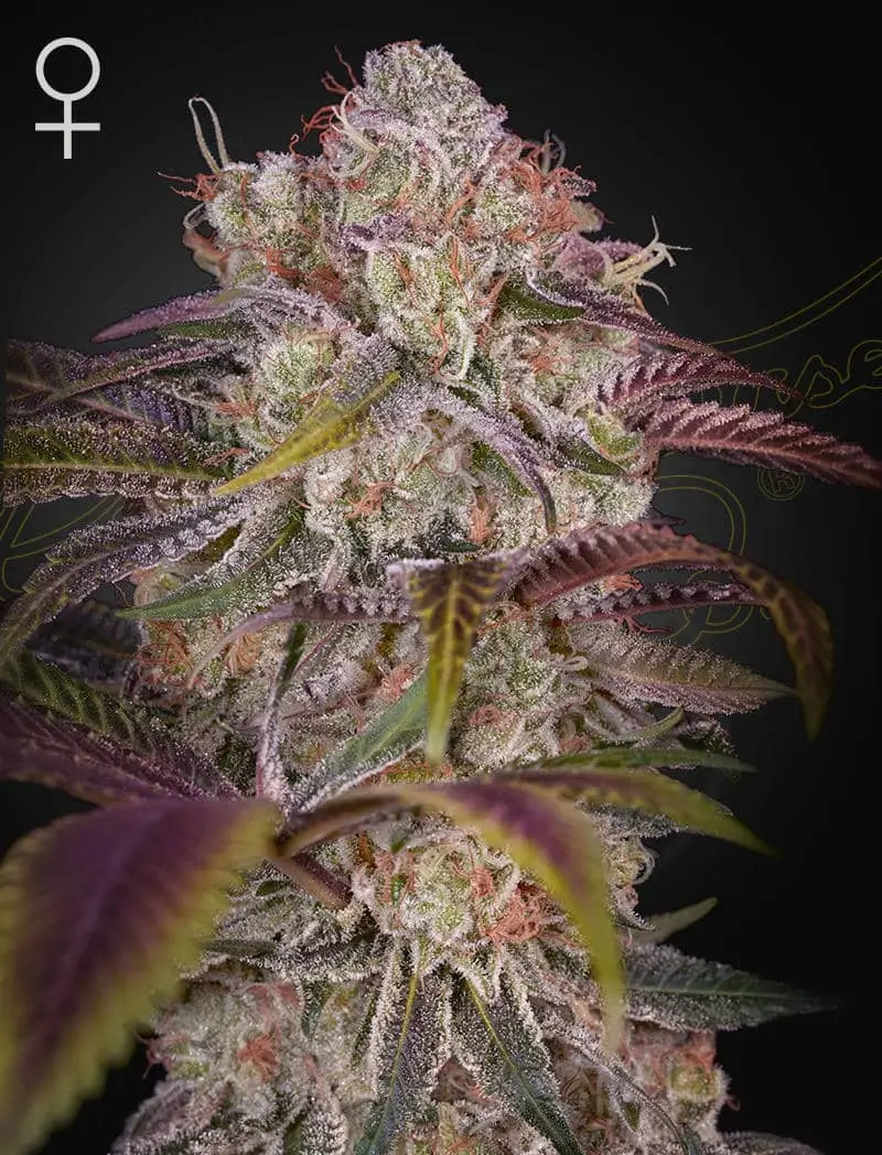 Gran Jefa Feminized – Alchimia Grow Shop