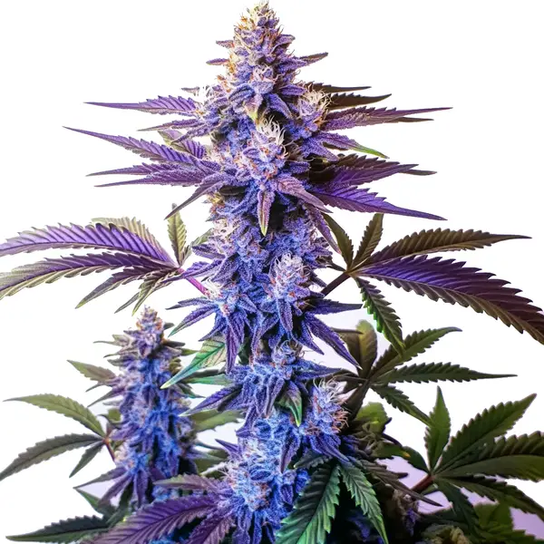 Grand Daddy Purple Fast Version – Blimburn Seeds
