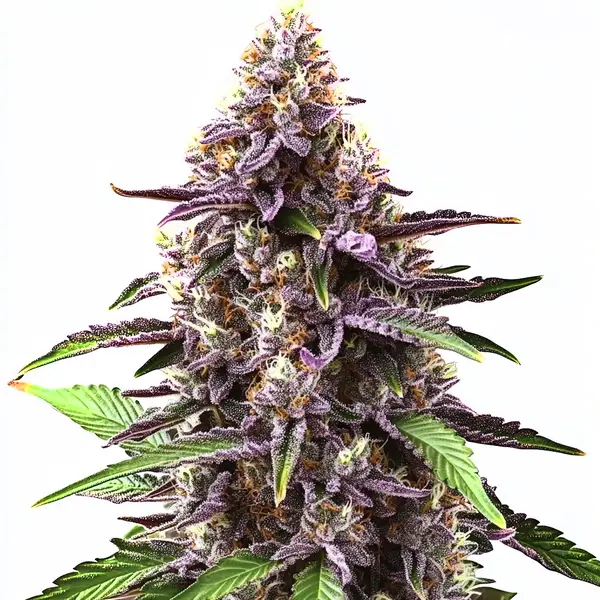 Grandaddy Purple Regular – Blimburn Seeds