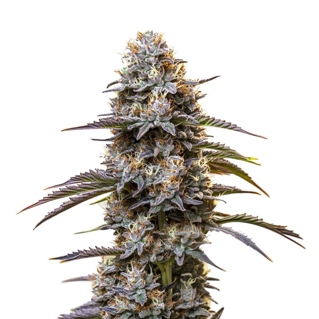 Granddaddy Purple Auto – Blimburn Seeds