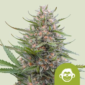 Grape Ape Auto – Royal Queen Seeds