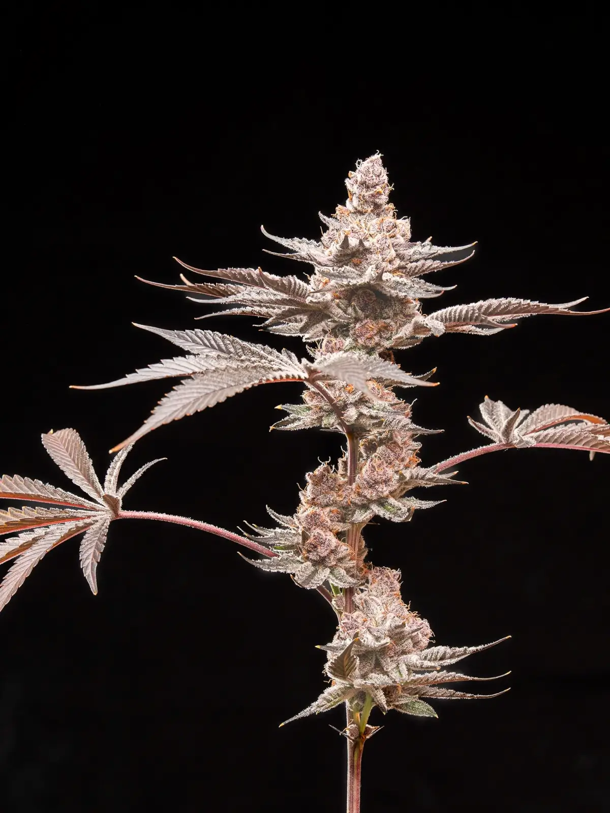 Grape Sunshine Feminized – Alchimia Grow Shop