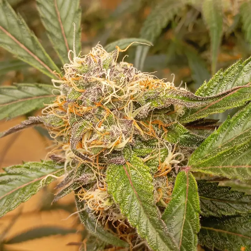 GrapefruitZ Auto Autoflower – Alchimia Grow Shop