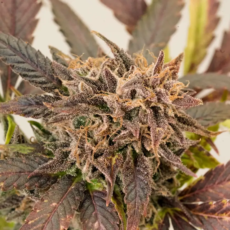 GrapefruitZ Auto Autoflower – Alchimia Grow Shop