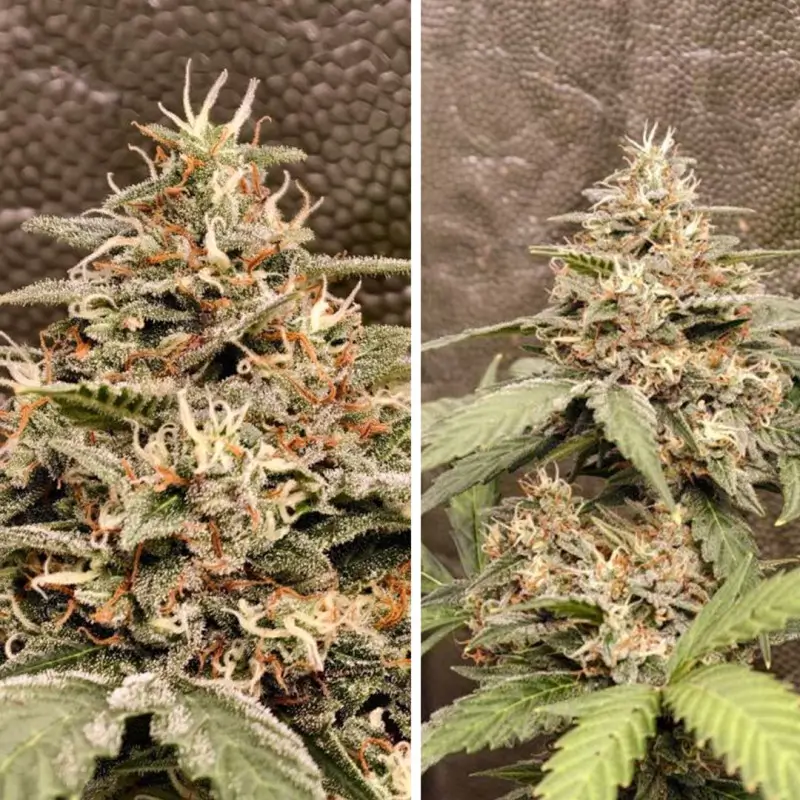 GrapefruitZ Auto Autoflower – Alchimia Grow Shop