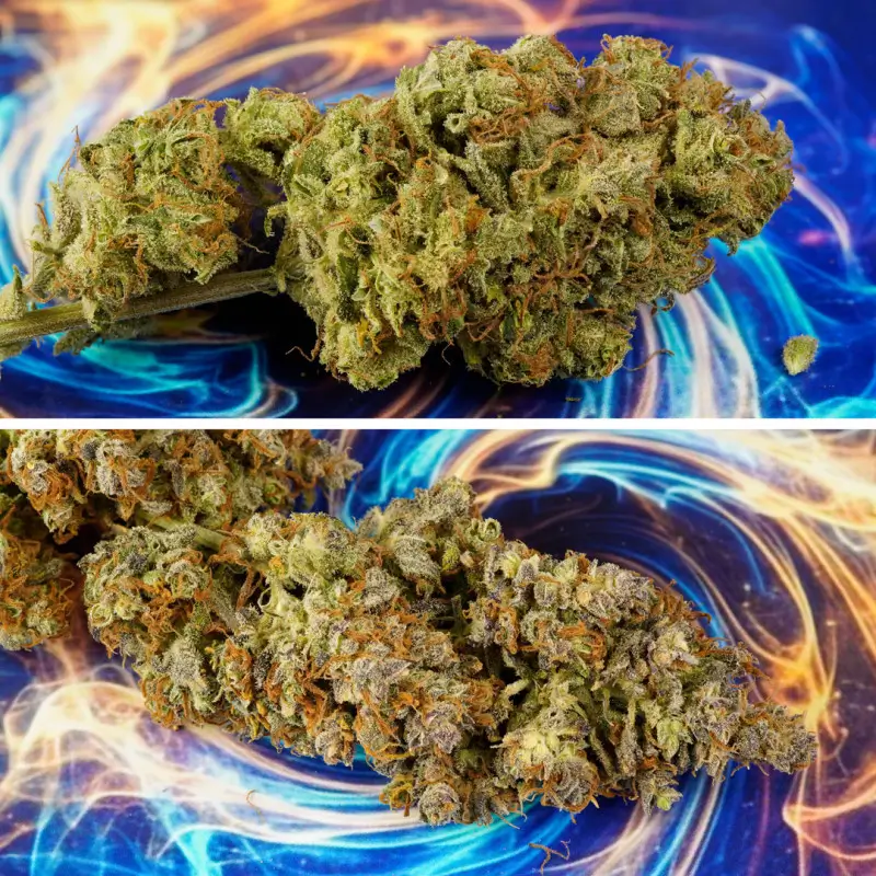 GrapefruitZ Auto Autoflower – Alchimia Grow Shop