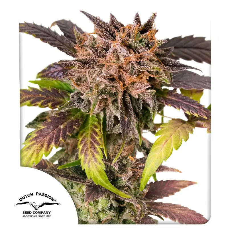 GrapefruitZ Auto Autoflower – Alchimia Grow Shop