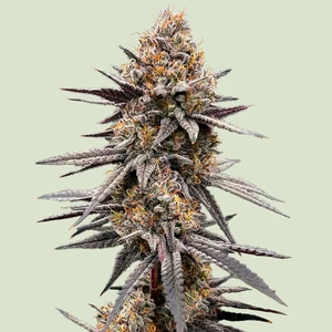 Gravity Berry F1 – Royal Queen Seeds