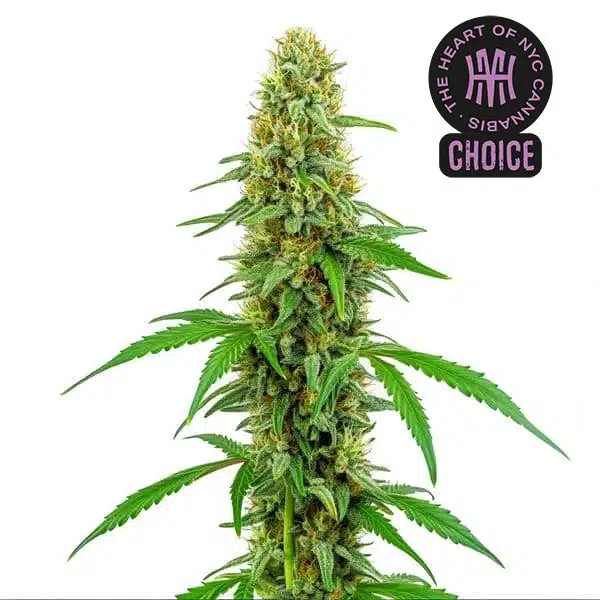Green Crack HMC Edition – Blimburn Seeds